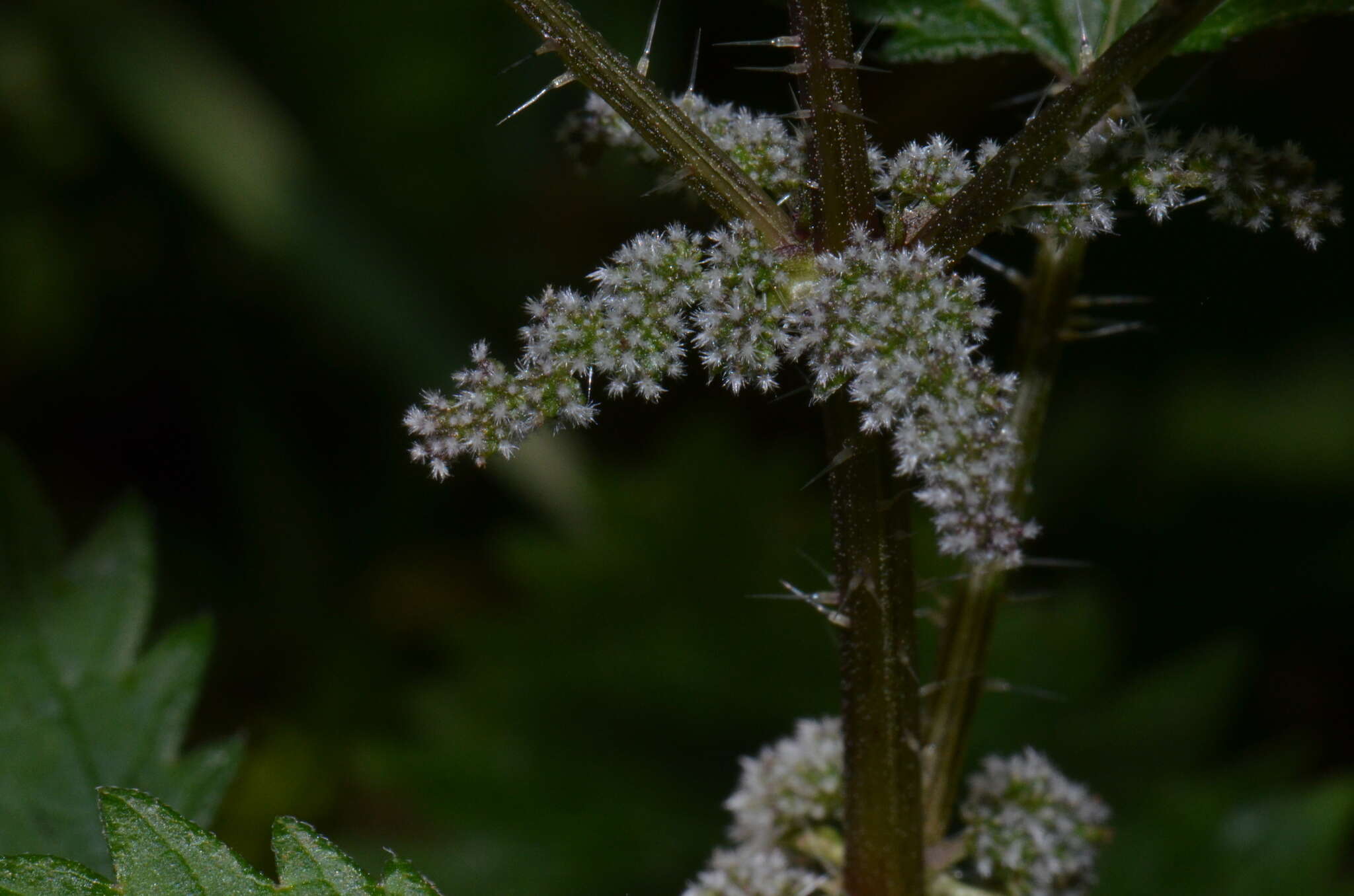 Image of Urtica incisa Poir.