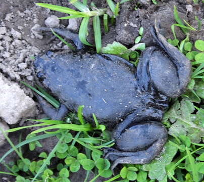 Image of African clawed frog