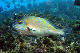 Image of Lemon sweetlips