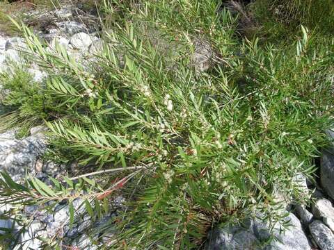 Sivun Callistemon lanceolatus (Sm.) Sweet kuva