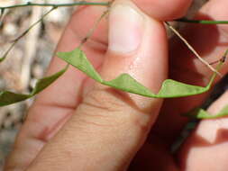 Plancia ëd Hylodesmum leptopus (Benth.) H. Ohashi & R. R. Mill