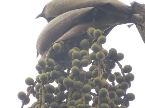 Image de Wettinia kalbreyeri (Burret) R. Bernal