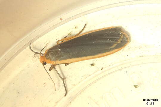 Image of common footman