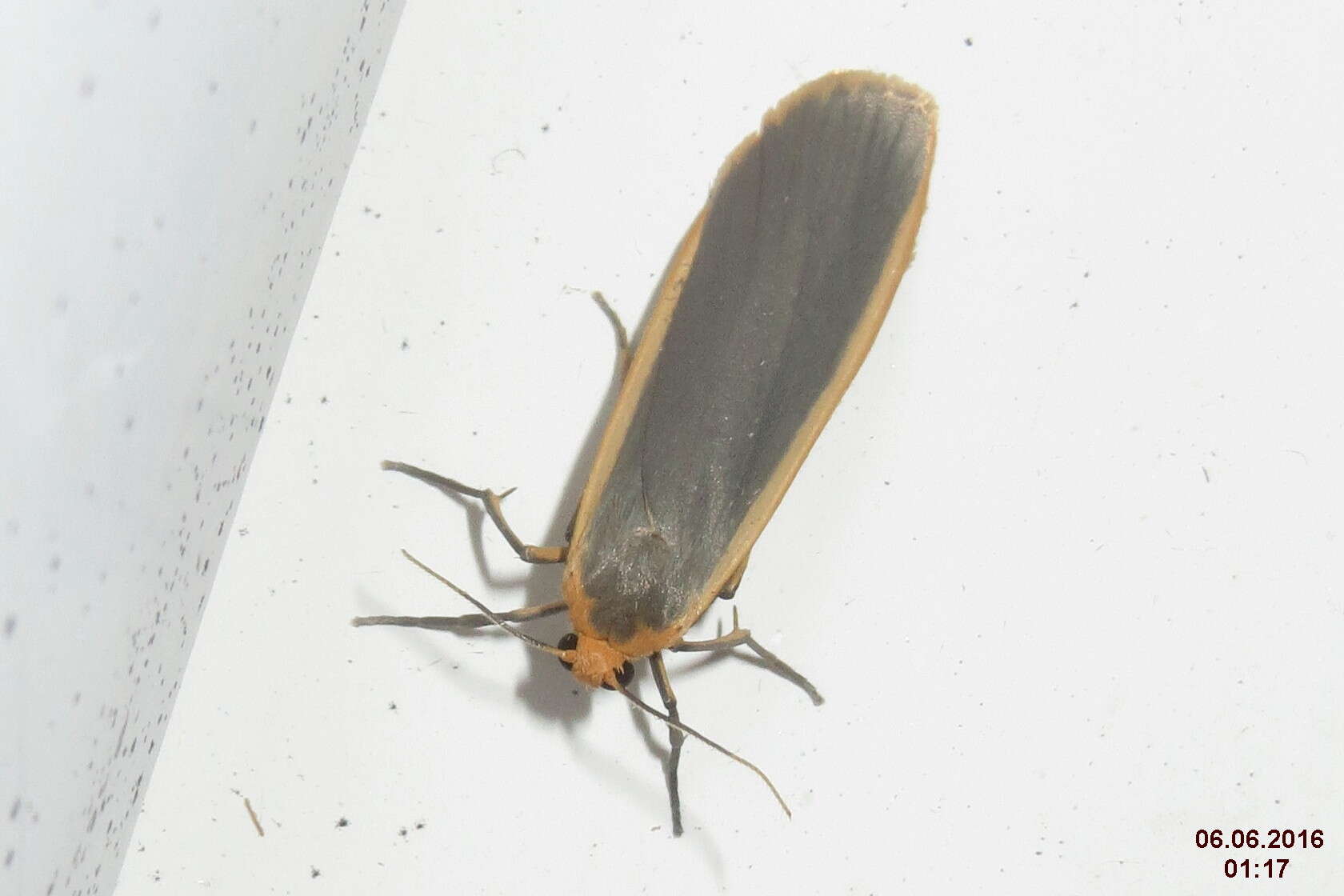 Image of common footman