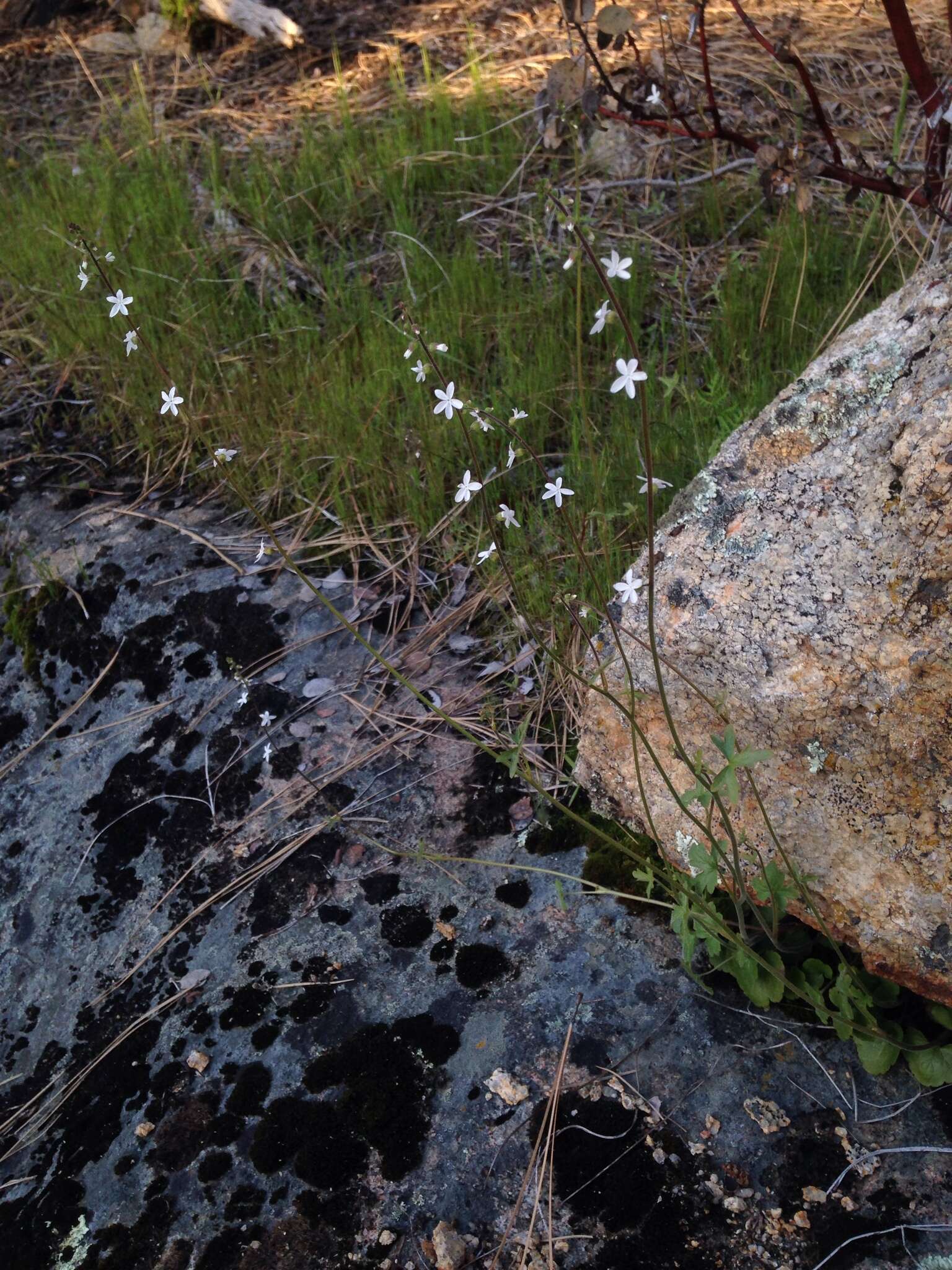 Image of Bolander's woodland-star