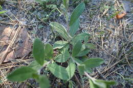 Image of Georgia frostweed