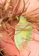 Image of Red-shouldered Stink Bug