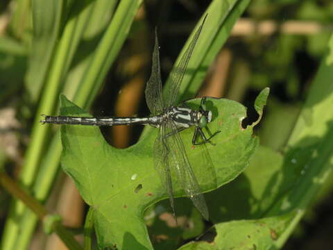 Image of Trigomphus citimus (Needham 1931)