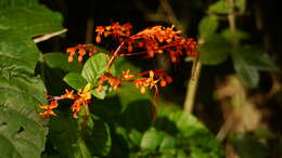 Imagem de Clerodendrum japonicum (Thunb.) Sweet