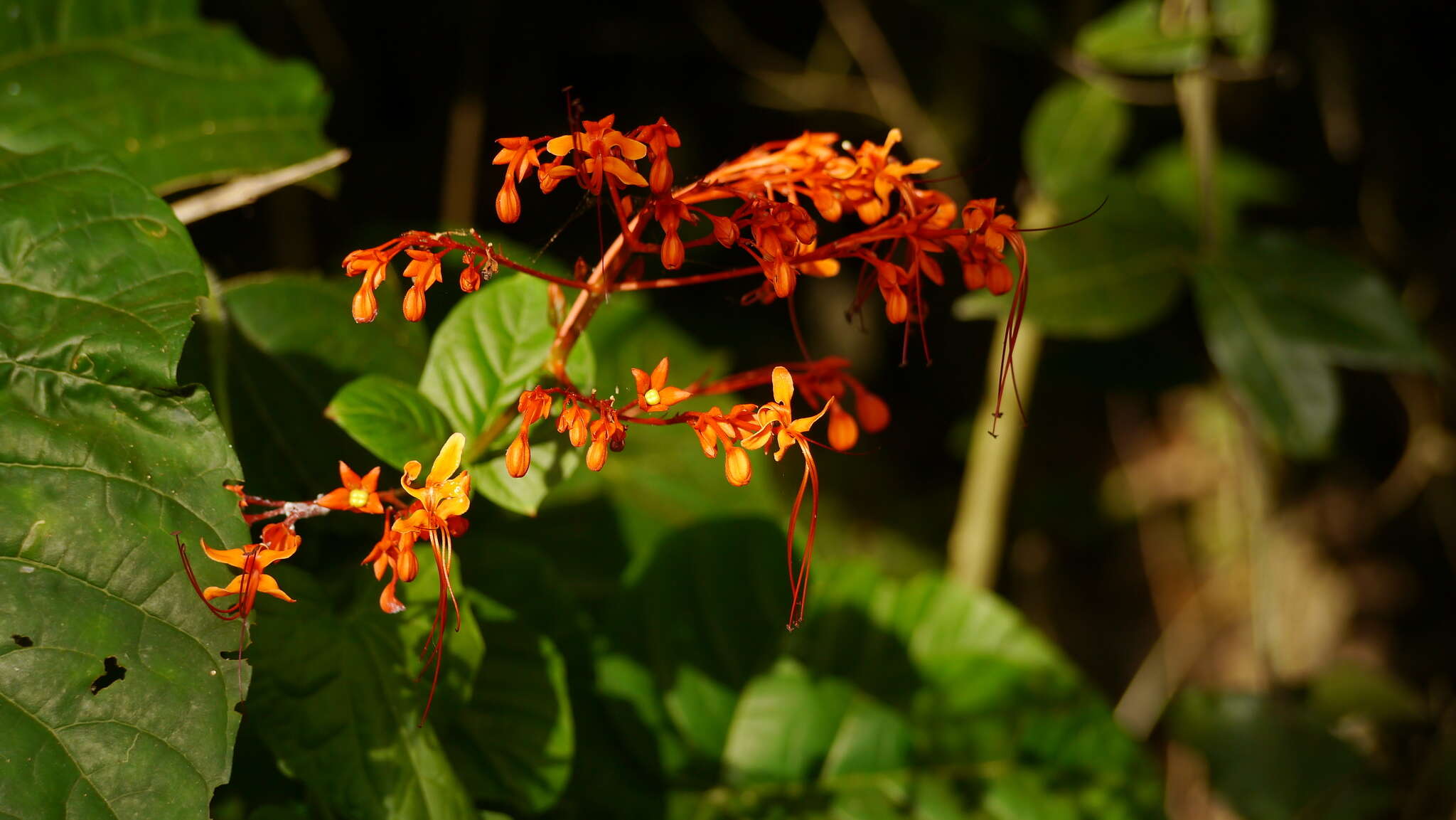 Imagem de Clerodendrum japonicum (Thunb.) Sweet