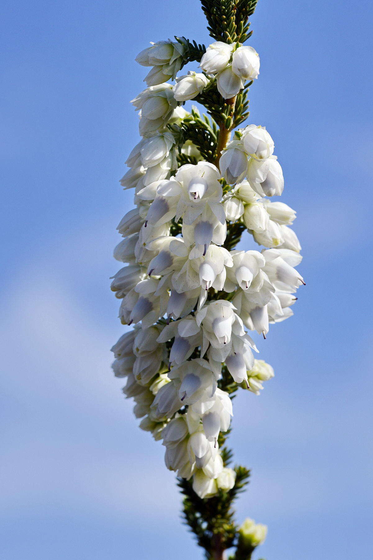 Image of Erica monsoniana var. monsoniana