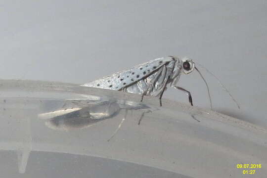 Image of Ermine moth