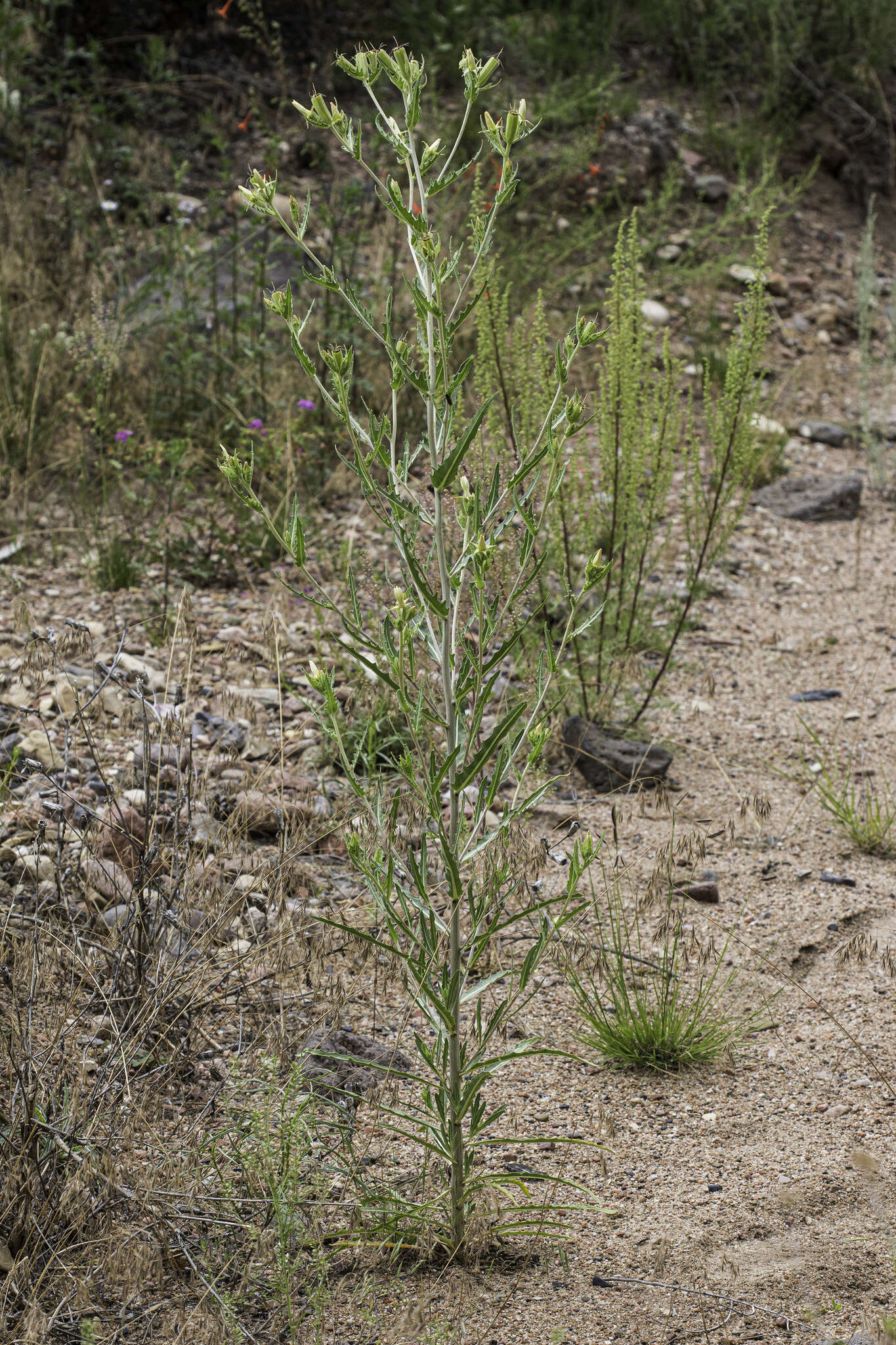 Image of Rusby's blazingstar