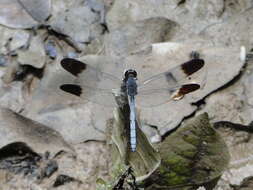 Image of Uracis fastigiata (Burmeister 1839)