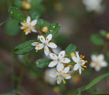 Image of Asterolasia asteriscophora subsp. albiflora Mole