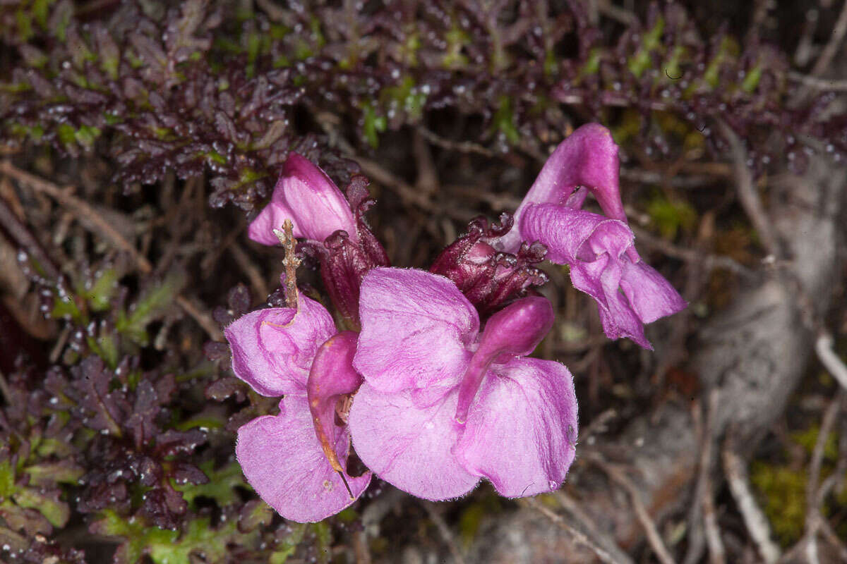 Image of beaked lousewort