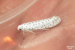 Image of Ermine moth