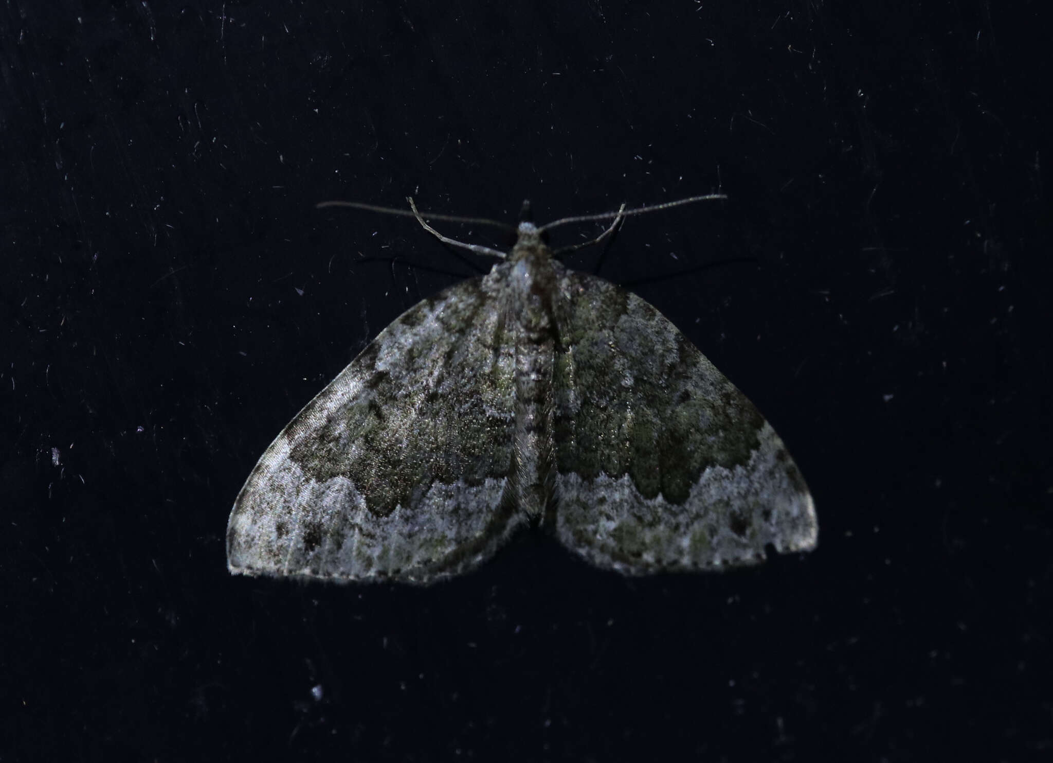 Image of beech-green carpet