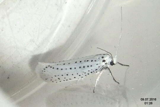 Image of Ermine moth