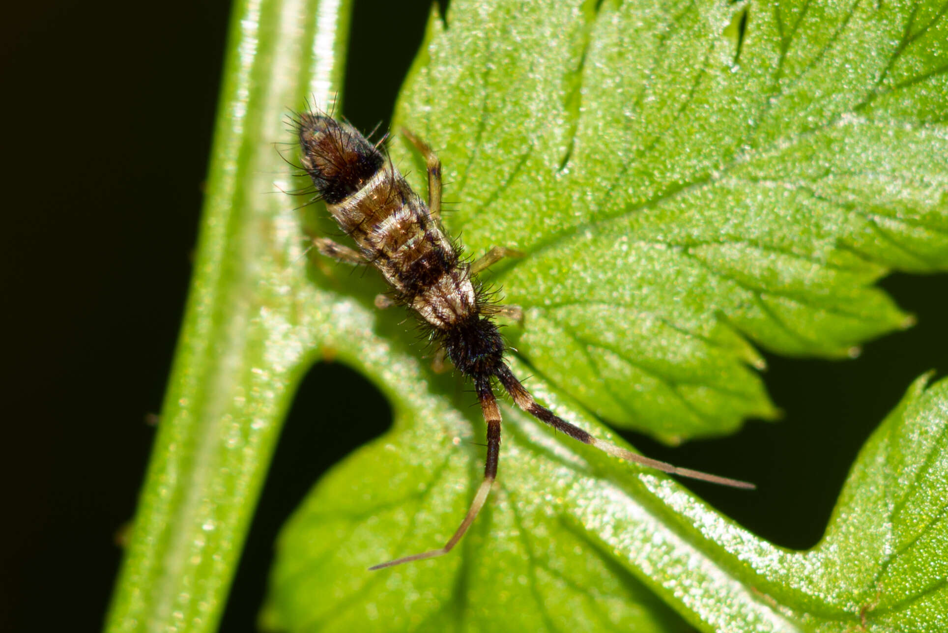 Image of hairy ground springtail