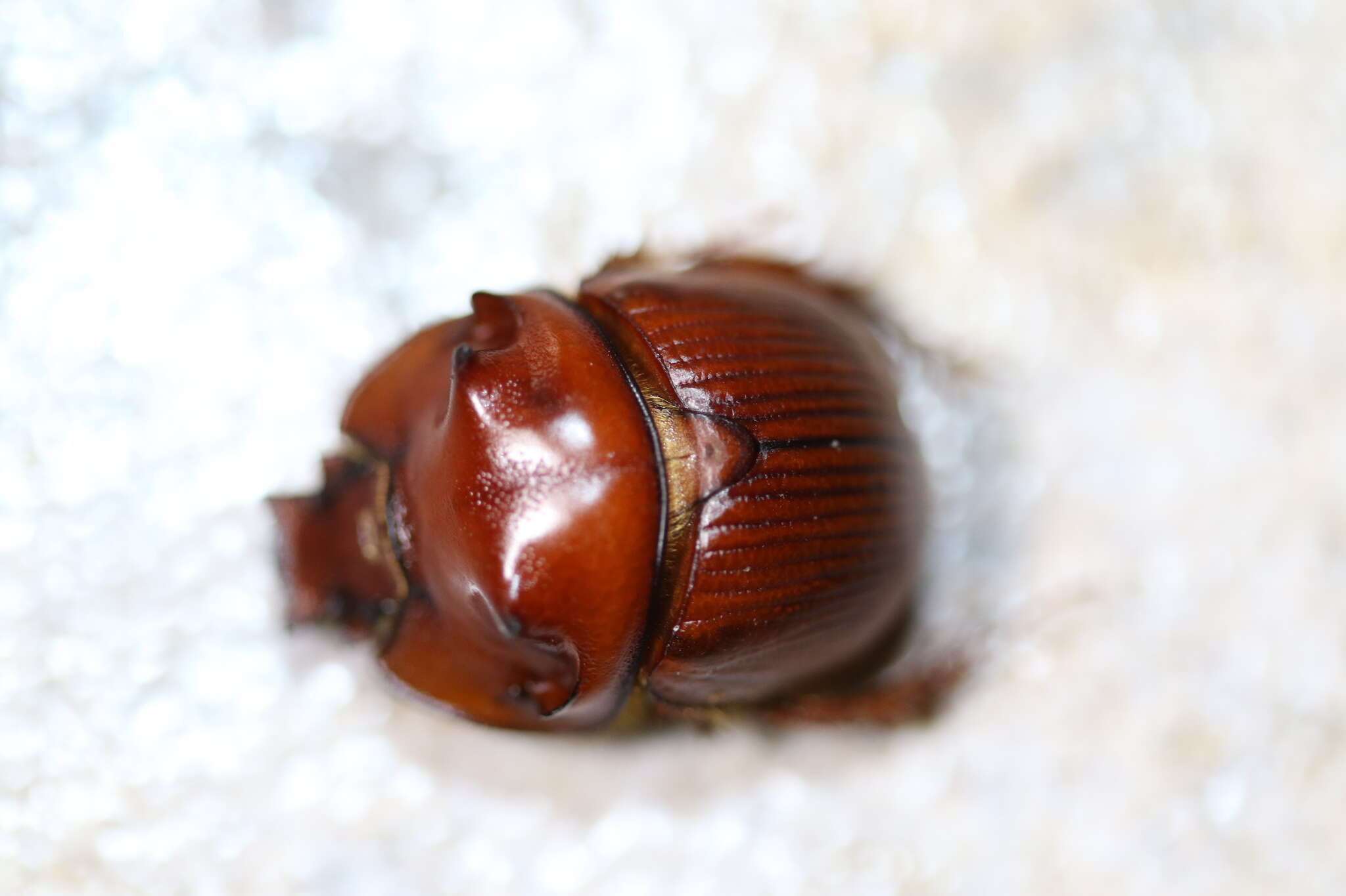 Image of Bradycinetulus ferrugineus (Palisot de Beauvois 1805)