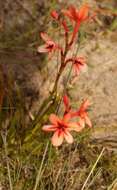 صورة Watsonia stenosiphon L. Bolus