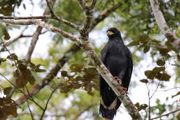 Imagem de Gavião-preto