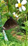 Image of Euploea midamus singapura (Moore 1883)