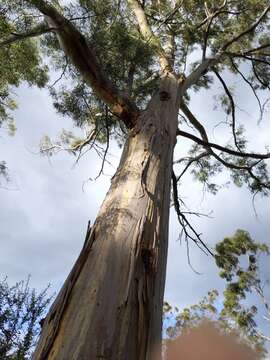 Слика од Eucalyptus pulchella Desf.