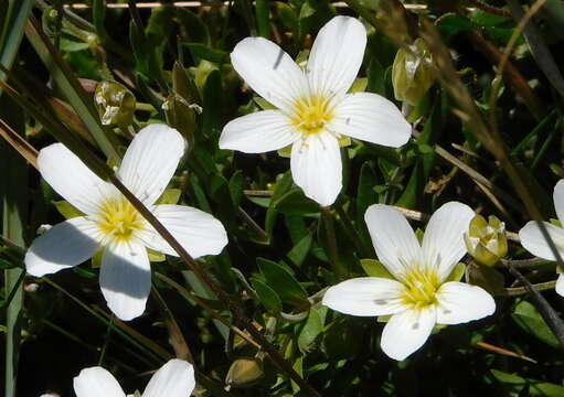 صورة Arenaria montana L.