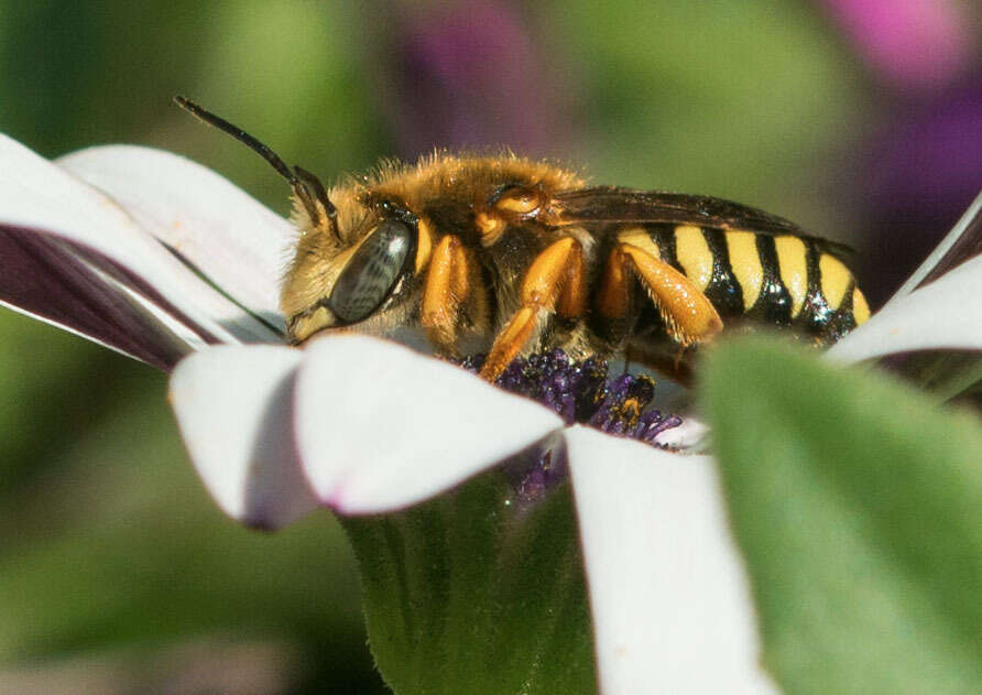 Rhodanthidium septemdentatum (Latreille 1809) resmi