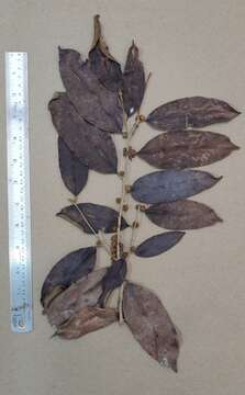 Image of Hydnocarpus alpinus Wight