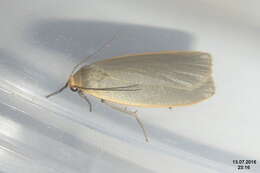 Image of common footman