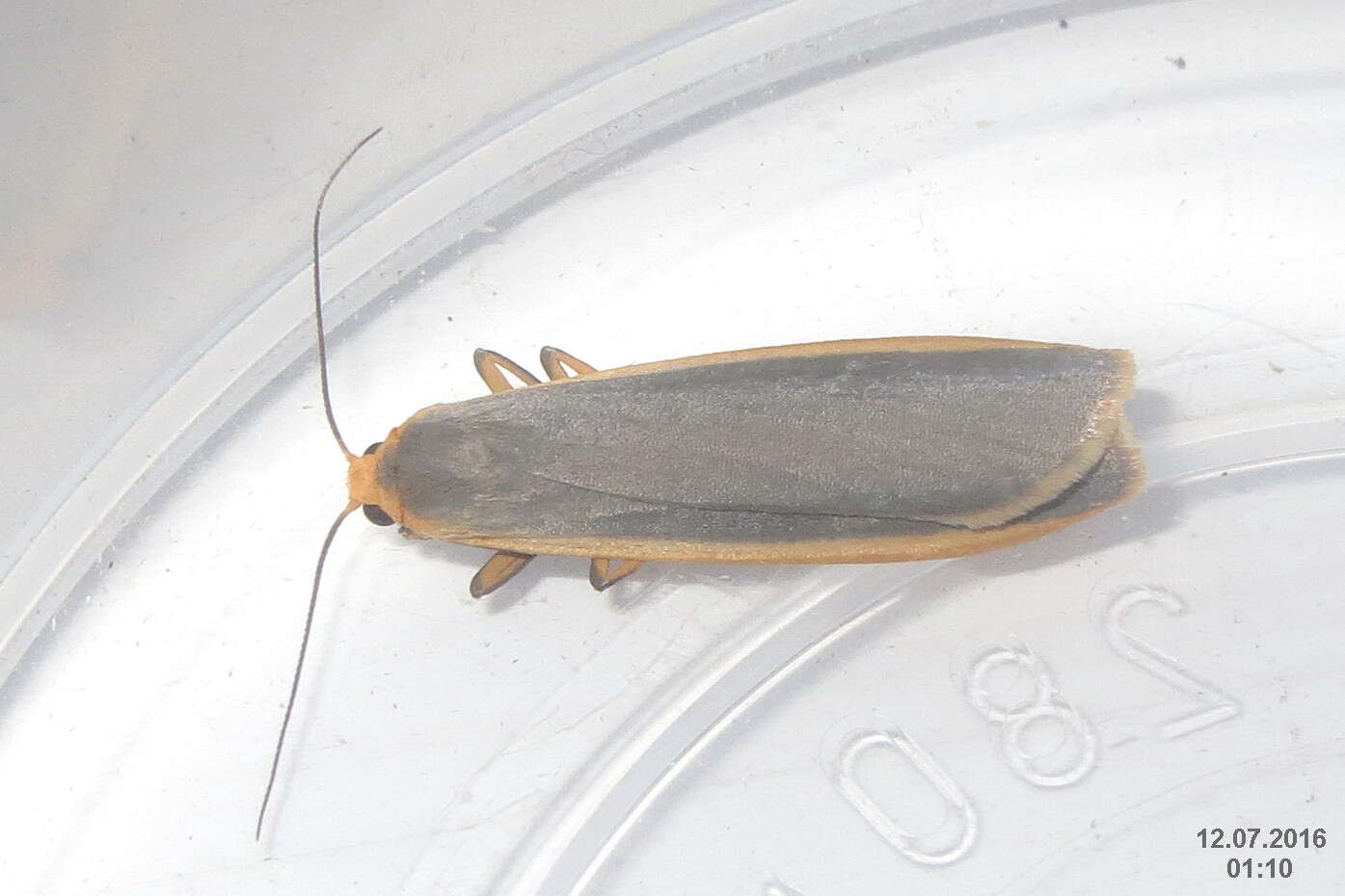 Image of common footman