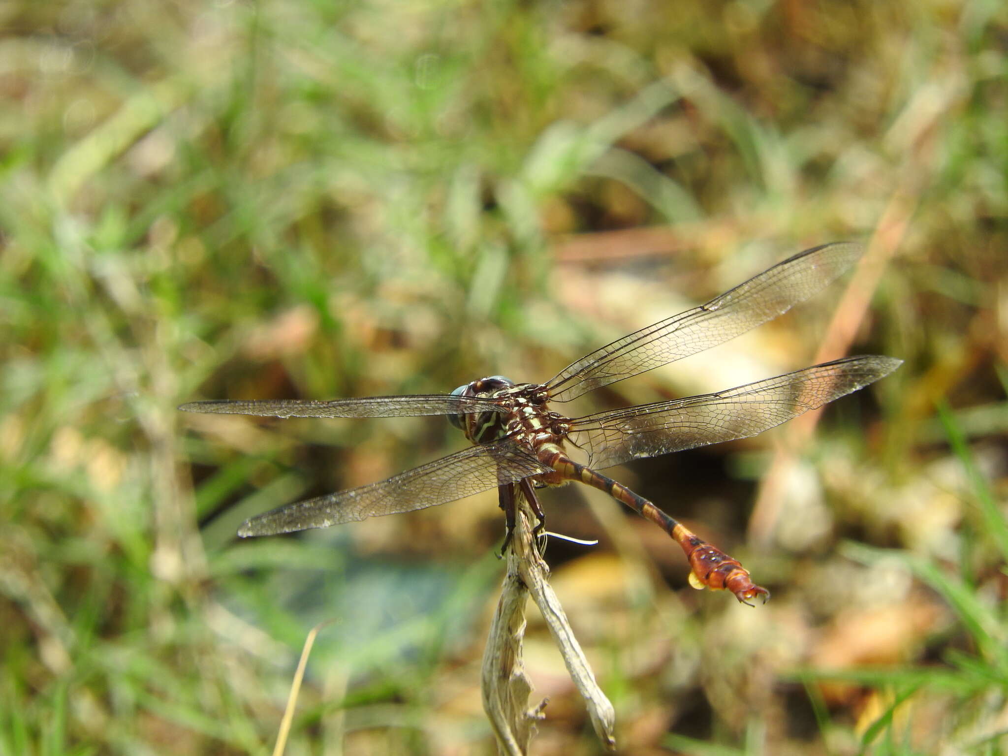 Image of Narrow-striped Forceptail