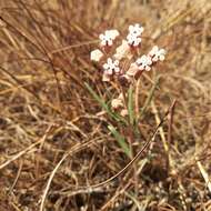 Image de Asclepias rosea Kunth