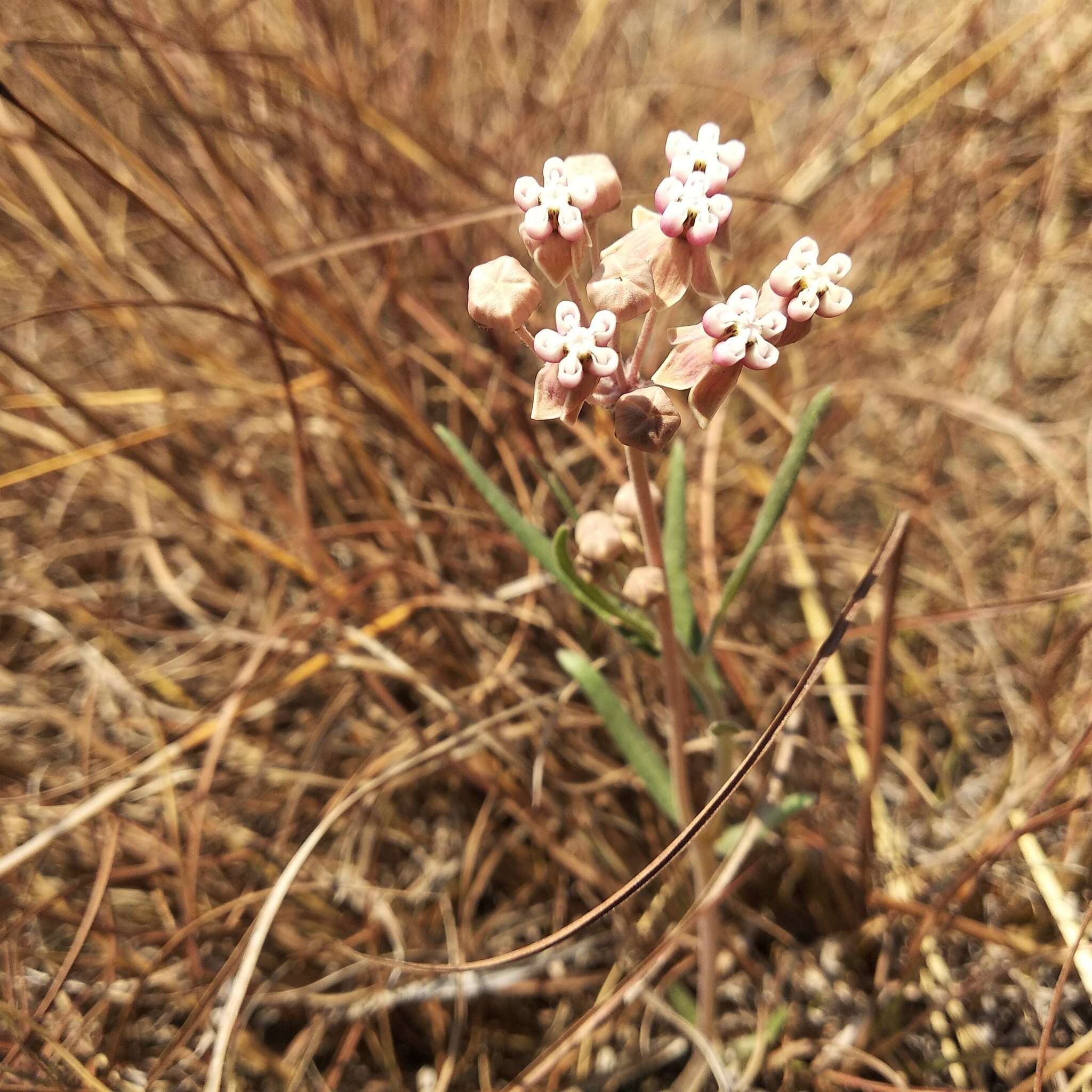 Image de Asclepias rosea Kunth