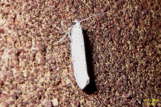 Image of Ermine moth