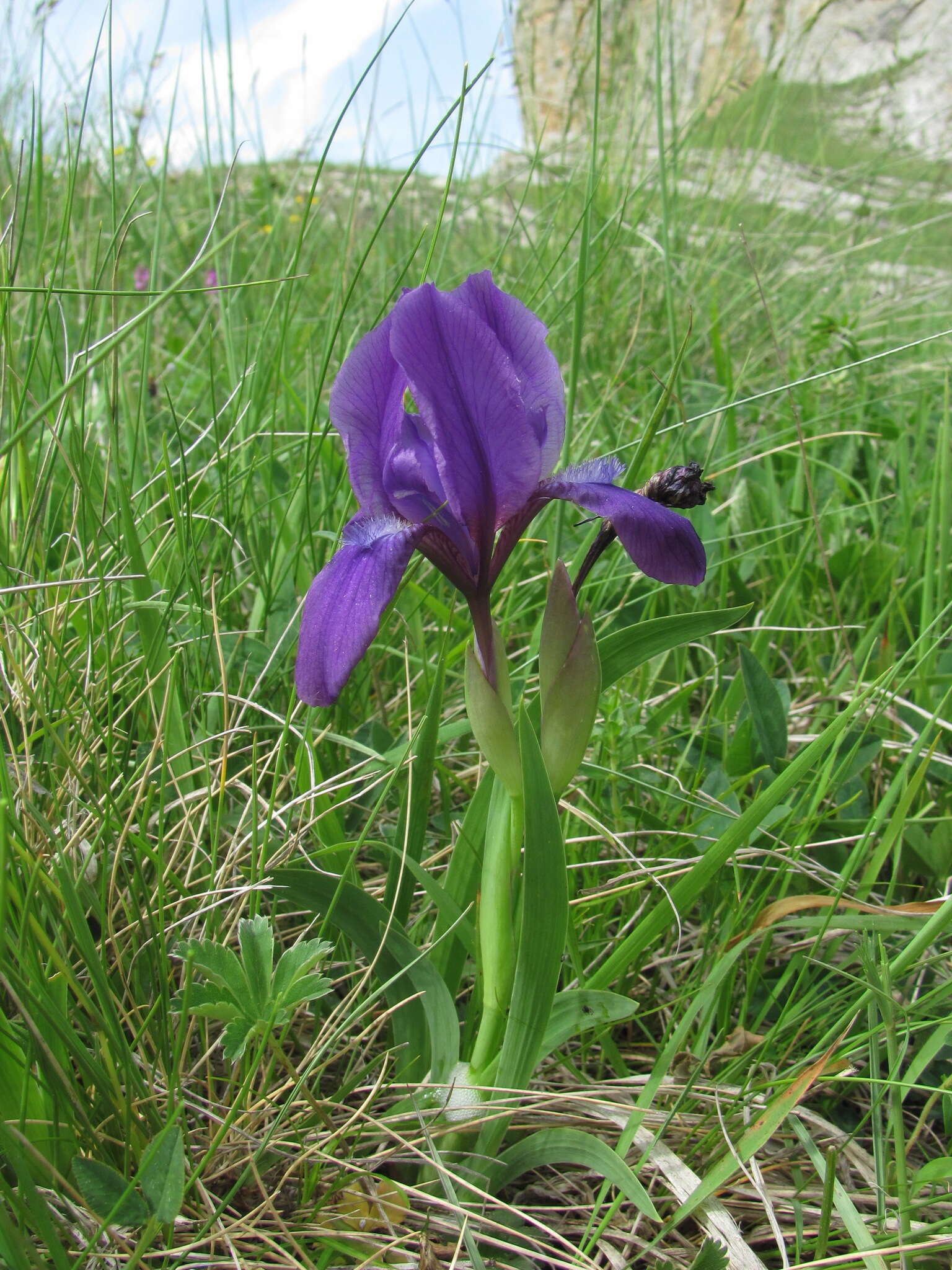 Image of Iris furcata M. Bieb.