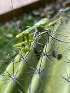 Image of Stagmatoptera supplicaria Burmeister 1838