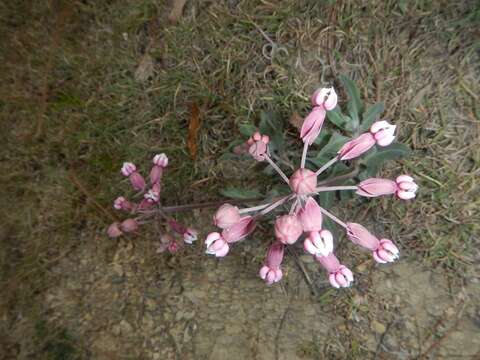 Image of Asclepias virletii Fourn.