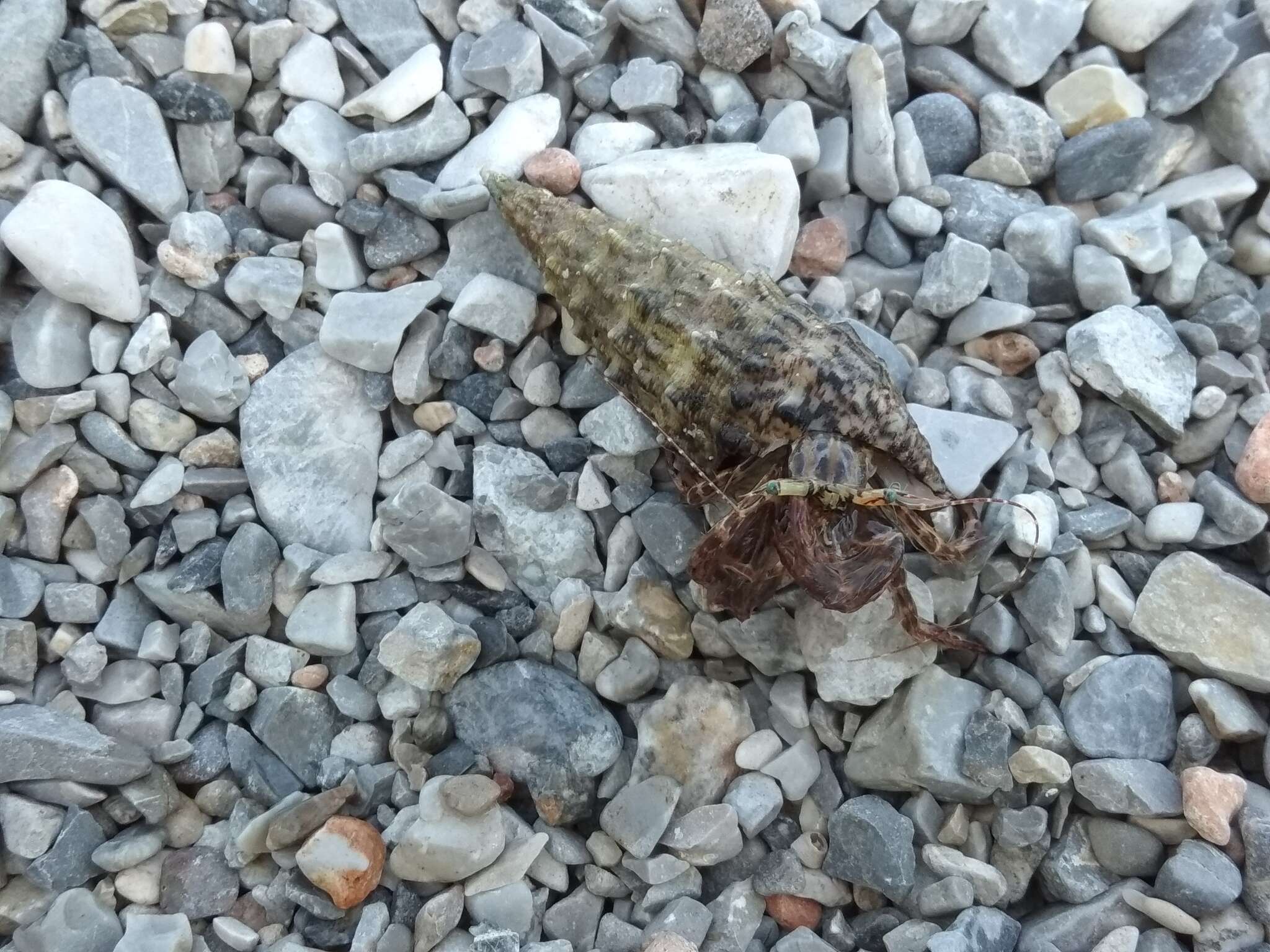 Image of Mediterranean intertidal hermit crab