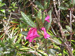 صورة Rhododendron rugosum Low ex Hook. fil.