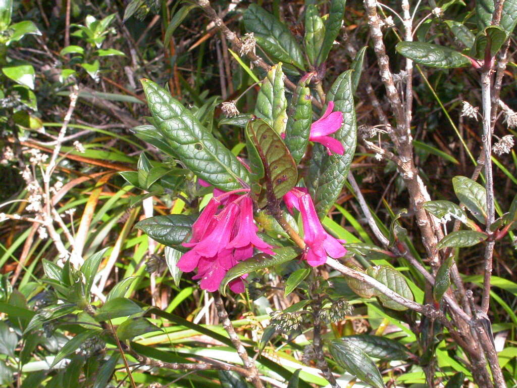 صورة Rhododendron rugosum Low ex Hook. fil.