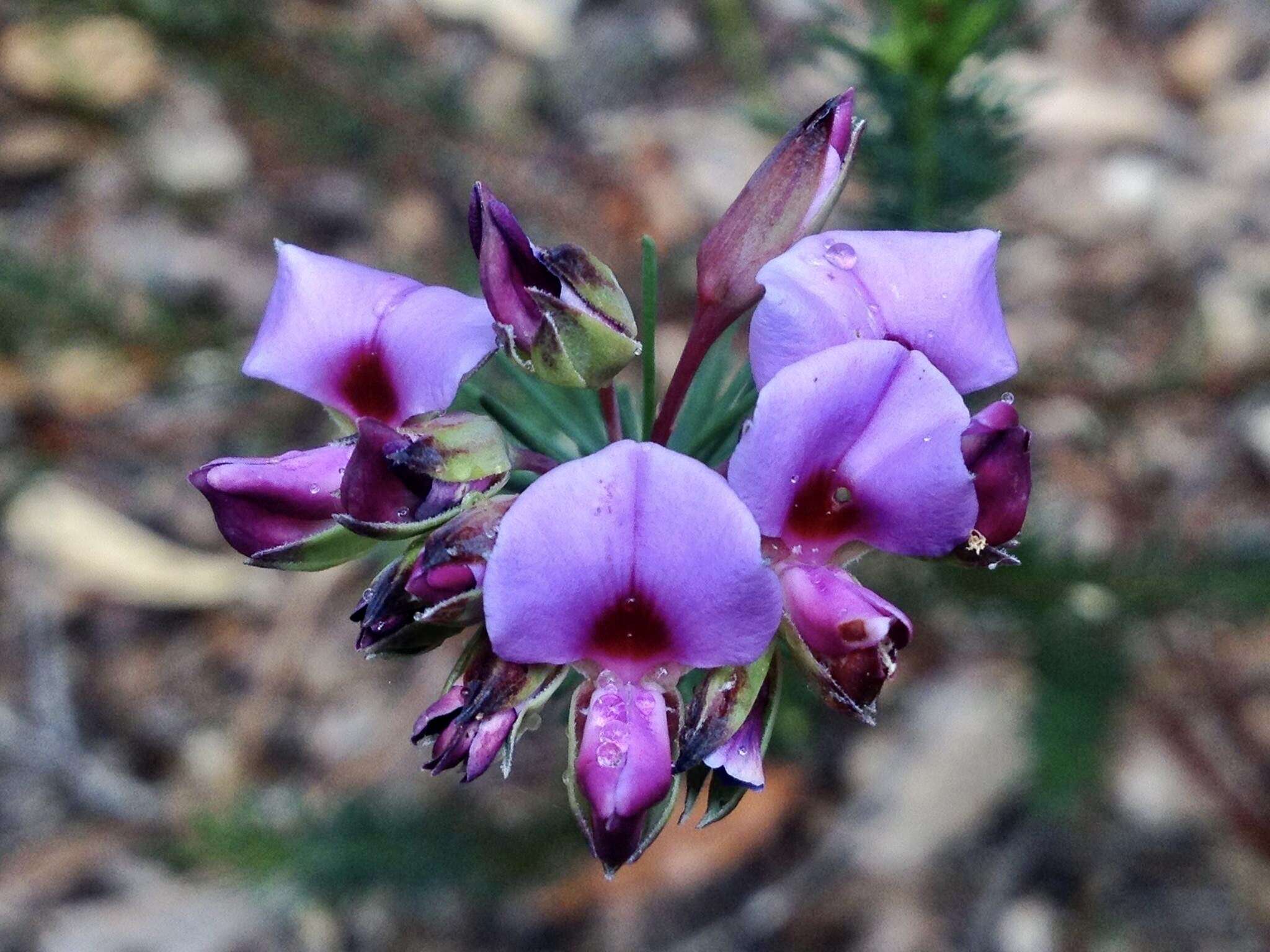 Image of Gompholobium confertum (DC.) Crisp