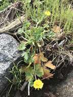 Image of whiteflower cinquefoil