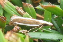 Image of Juniper webworm