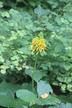 Image of Ligularia fischeri (Ledeb.) Turcz.