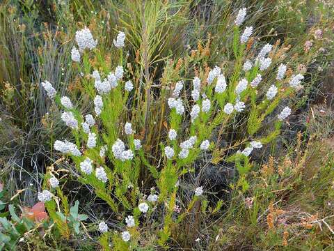 Image of Spatalla propinqua R. Br.