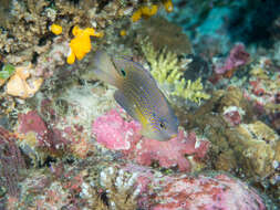 Image of Ocellate damselfish